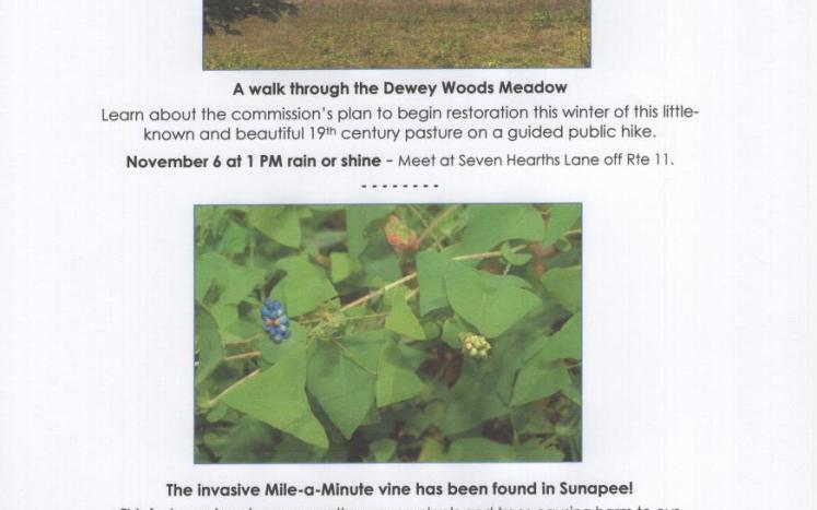 Dewey Woods Meadow